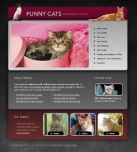 Gallery Of Cats And Kittens